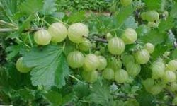 Gooseberry from web
