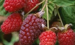 Loganberry from web