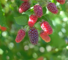 Tayberries JH 062317