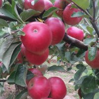 Fresh Apples