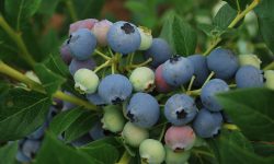 Bluecrop Blueberries 2