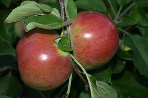 Cortland Apples – Smith Berry Barn