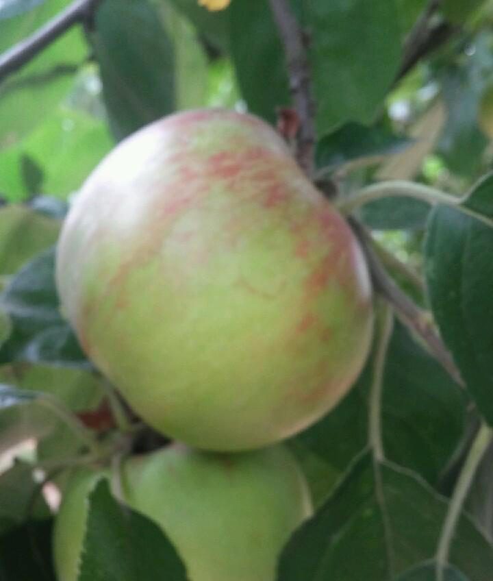 Honeycrisp Apples – Smith Berry Barn