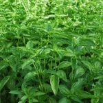 Fresh Basil