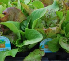 Organic-Lettuce