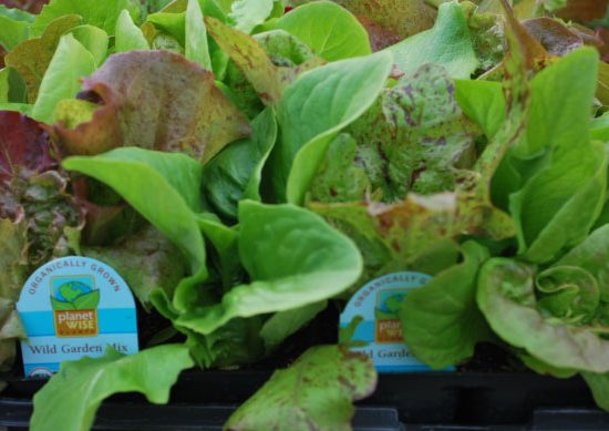 Organic-Lettuce
