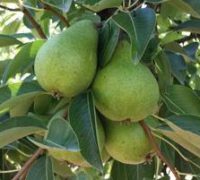 Bartlett Pears Green