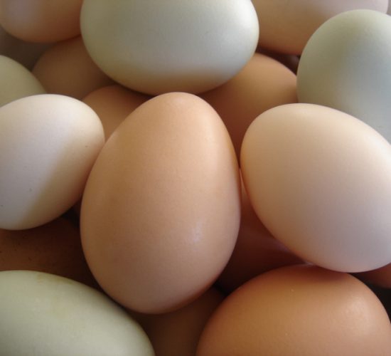 Fresh Eggs