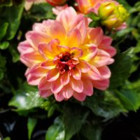 Dahlia Rose Bicolor