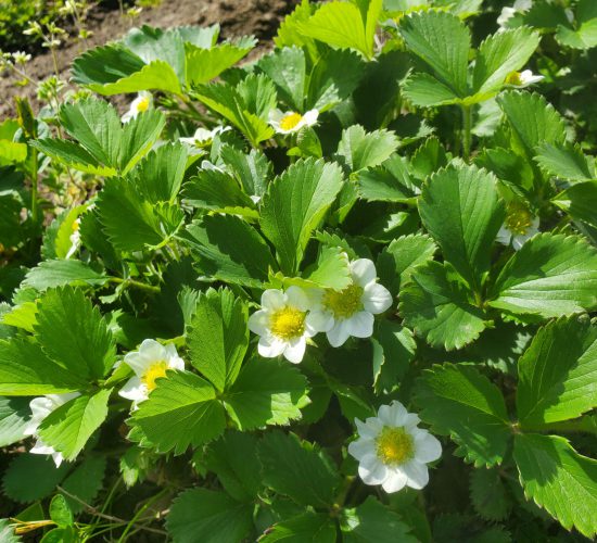 Strawberry Blossoms Strawberry Blossoms