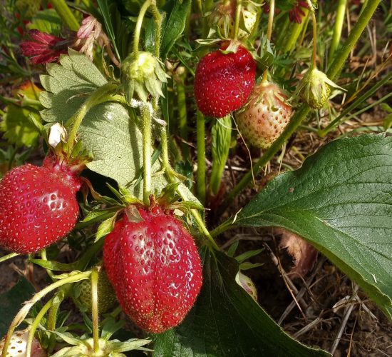 Strawberry Marys Peak 2023 RH