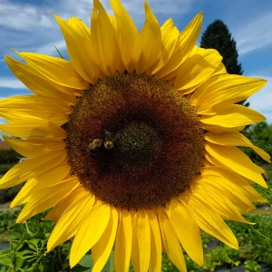 Sunflower 2023 Sunflower 2023