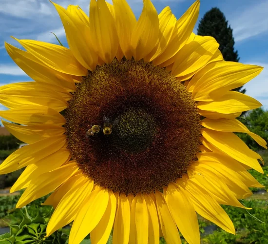 Sunflower 2023 Sunflower 2023