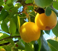 Asian Pears 4