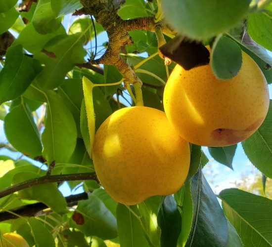 Asian Pears 4 Asian Pears 4