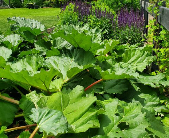 Rhubarb 20250520
