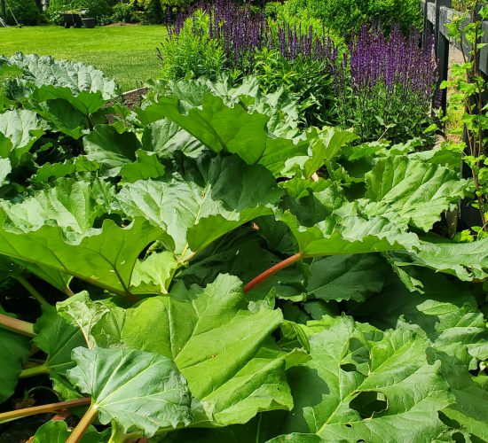 Rhubarb 20250520