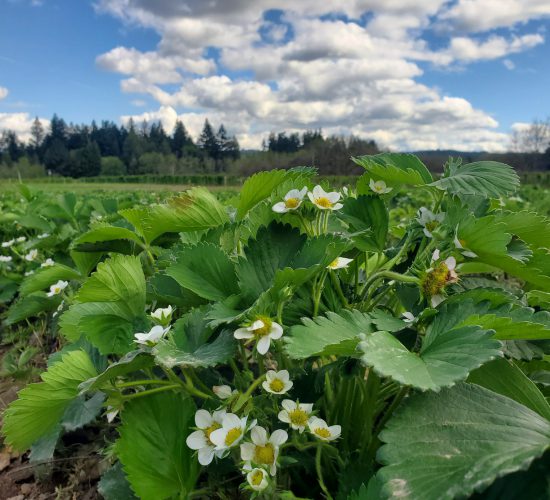Strawberry Field Spring 2025