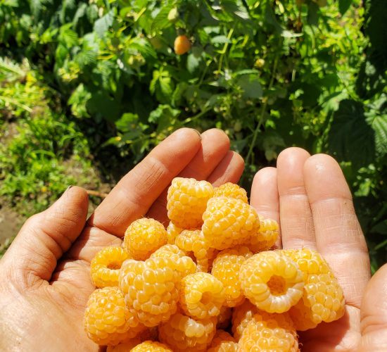 Anne Raspberries