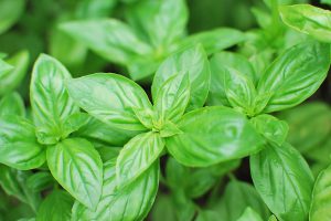 Basil