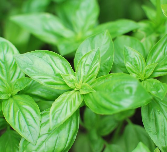 Basil