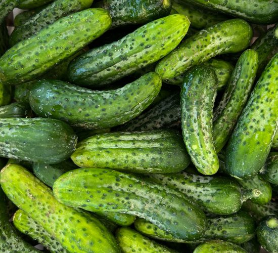 Gherkins IMG_1686 AG Gherkins IMG_1686 AG