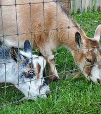 Goats 2020-06-21
