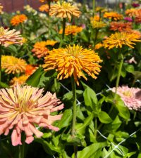 Zinnia IMG_1727 AG