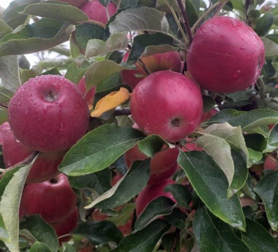 Akane Apple