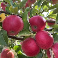 Akane Apple