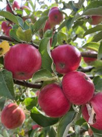 Akane Apple