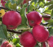 Akane Apple