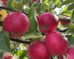 Akane Apple