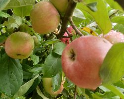Gravenstein Apple