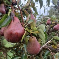 Red Bartlett Pear