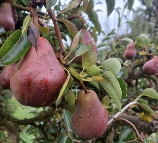 Red Bartlett Pear