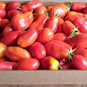 Tomato Roma Box 20260828_105517 EH Tomato Roma Box 20260828_105517 EH