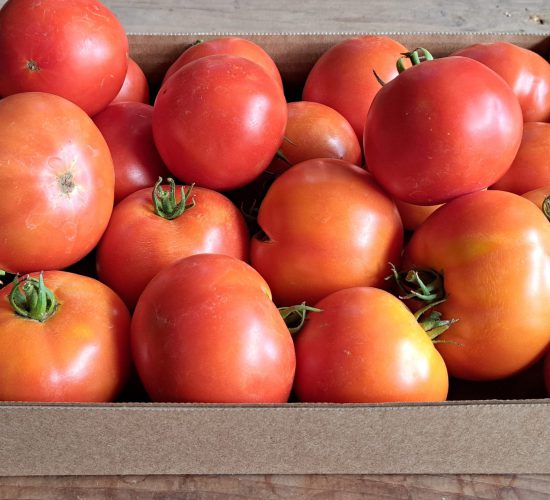 Tomato Slicing Box 20260828_105540 EH Tomato Slicing Box 20260828_105540 EH