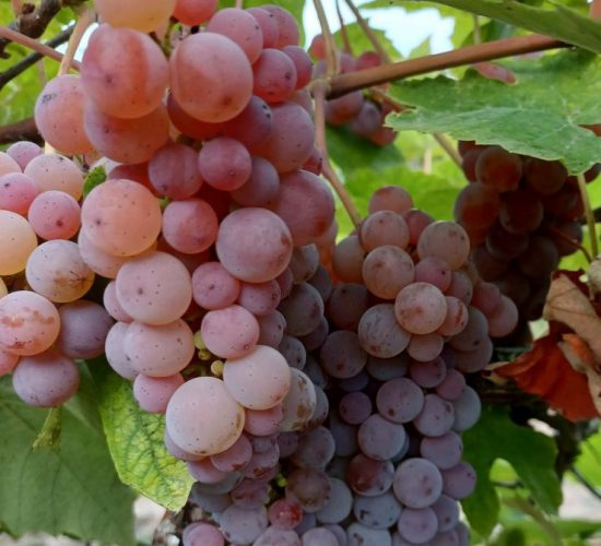 Canadice Grapes RH 2025