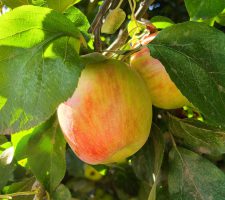 Apple Honeycrisp
