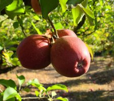Apple Winesap