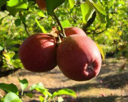 Apple Winesap