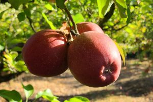 Apple Winesap