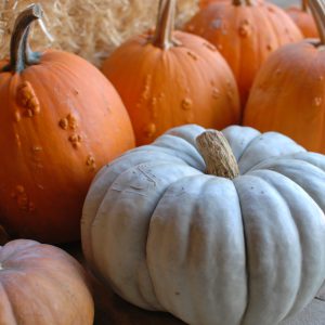 Pumpkins JH Pumpkins JH