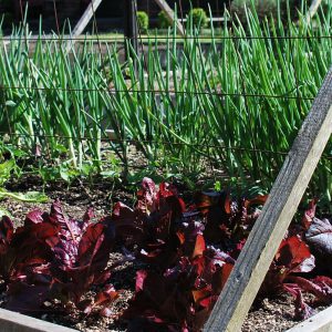 Raised Bed Veg