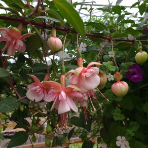 Fuchsia Southgate Closeup 2026